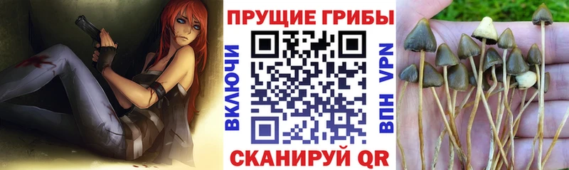 Псилоцибиновые грибы ЛСД купить наркоту mega ONION Шарыпово